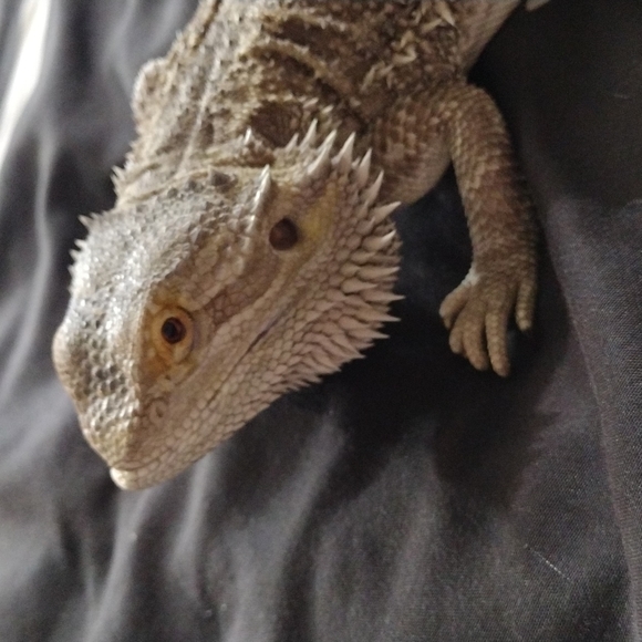 Baphomet the Bearded dragon - Picture 5 of 7